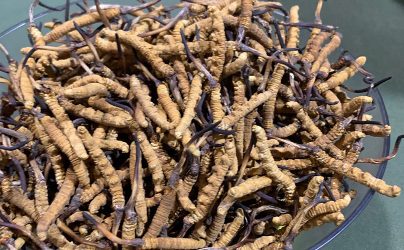 那曲冬蟲夏草圖片1 那曲冬蟲夏草圖片1