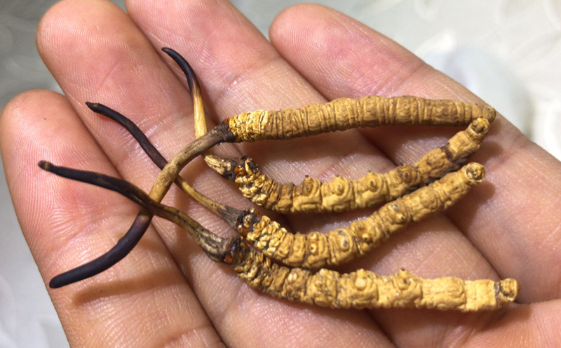 那曲冬蟲夏草圖片2 那曲冬蟲夏草圖片2