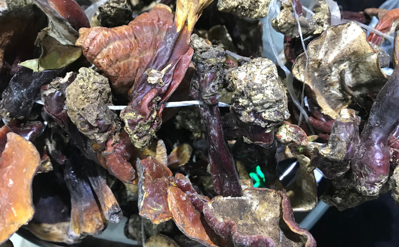 西藏白肉靈芝圖片1 西藏白肉靈芝圖片1