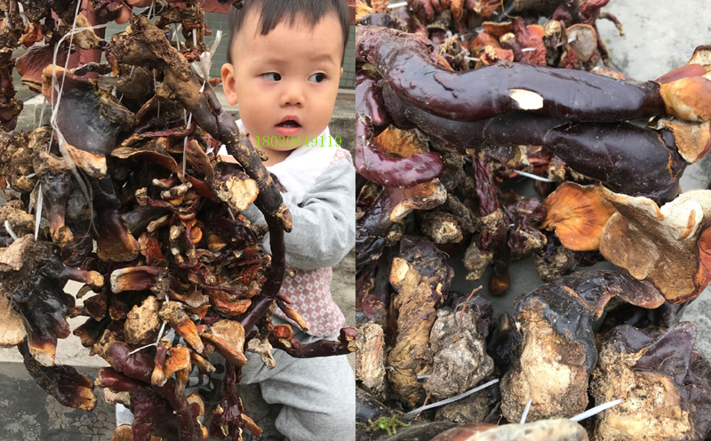 西藏白肉靈芝圖片2 西藏白肉靈芝圖片2