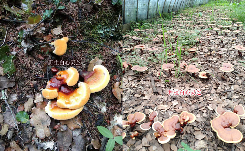 野生白肉靈芝和人工種植白心靈芝區(qū)別 野生白肉靈芝和人工種植白心靈芝區(qū)別