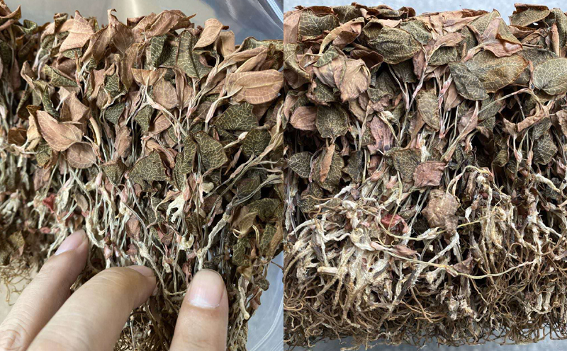 金線蓮圖片 金線蓮圖片