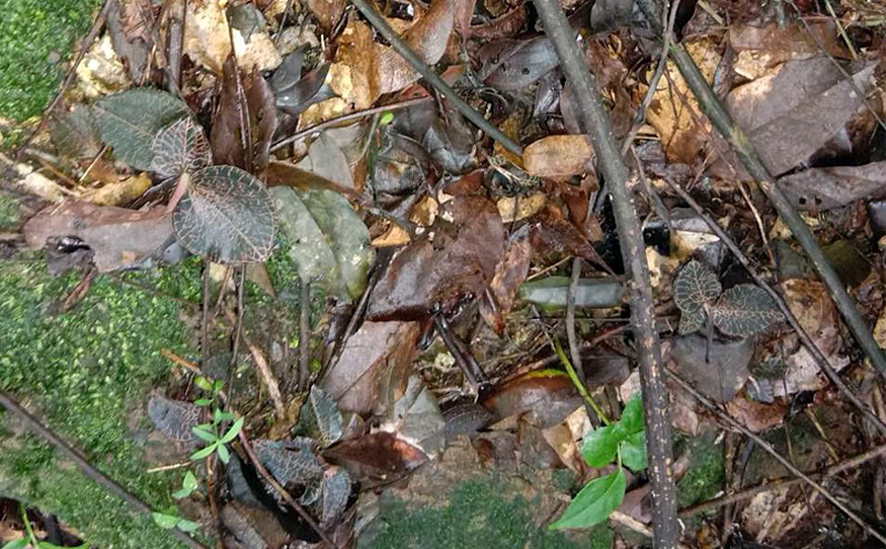 野生金線蓮圖片 野生金線蓮圖片