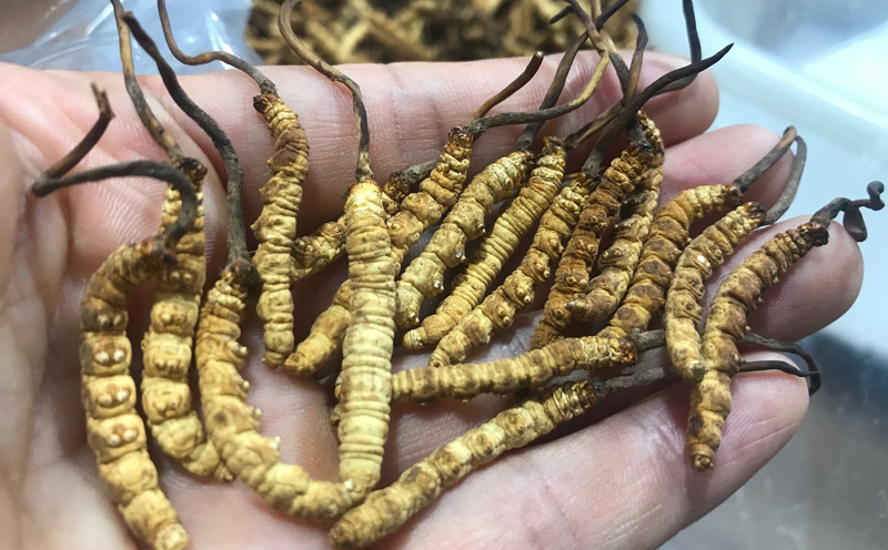 凍干冬蟲夏草圖片 凍干冬蟲夏草圖片