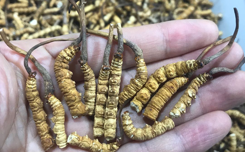 凍干冬蟲夏草斷草圖片 凍干冬蟲夏草斷草圖片