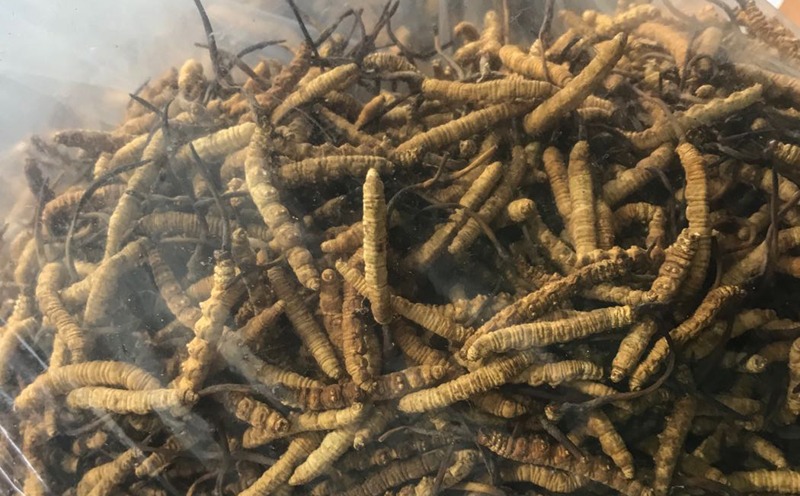 凍干冬蟲夏草實物圖片 凍干冬蟲夏草實物圖片