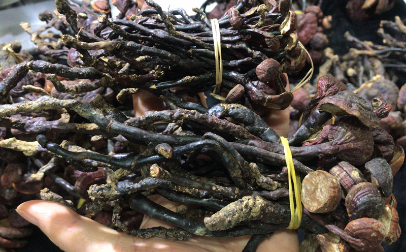 海南靈芝王圖片3 海南靈芝王圖片3