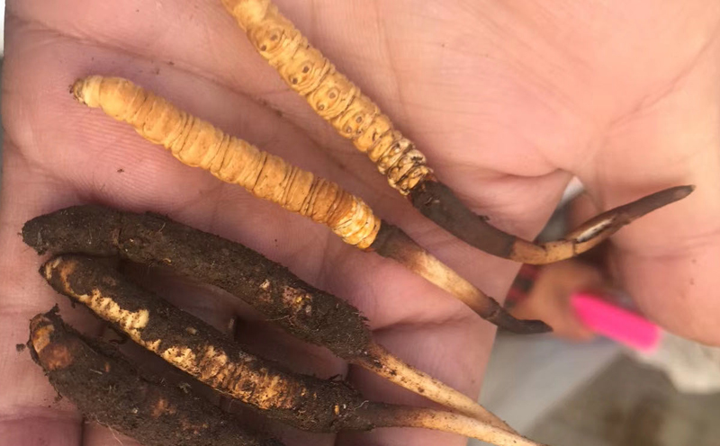 冬蟲夏草是什么樣子 冬蟲夏草是什么樣子