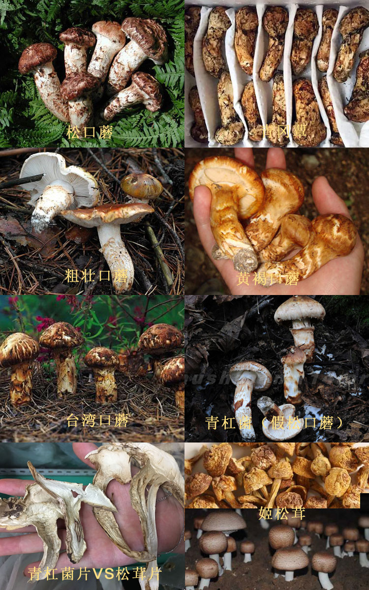 松茸的種類對比圖片