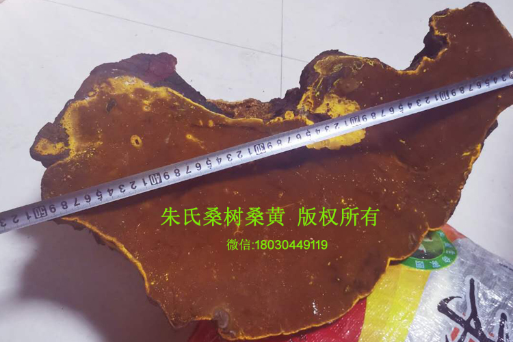 百年桑樹(shù)桑黃肉面圖片 百年桑樹(shù)桑黃肉面圖片