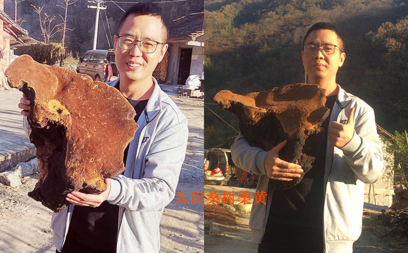 百年桑樹(shù)桑黃圖片 百年桑樹(shù)桑黃圖片