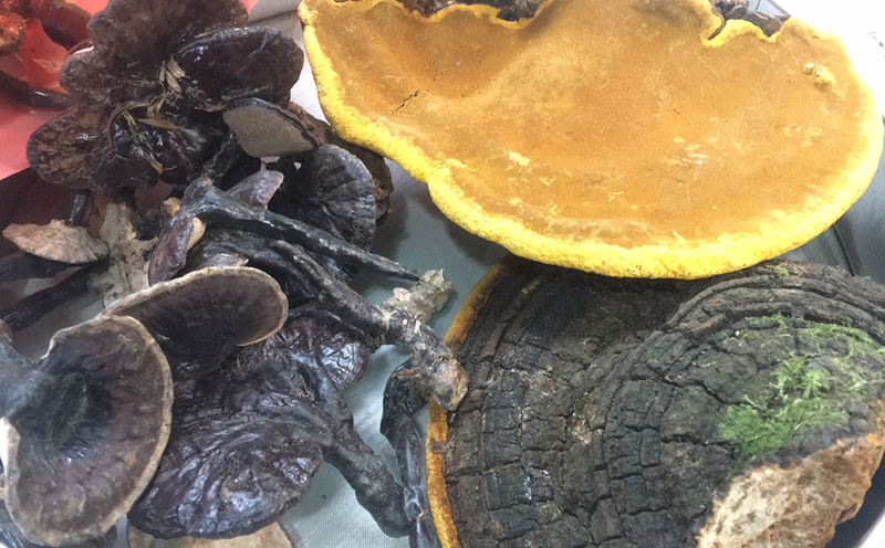 靈芝桑黃圖片 靈芝桑黃圖片