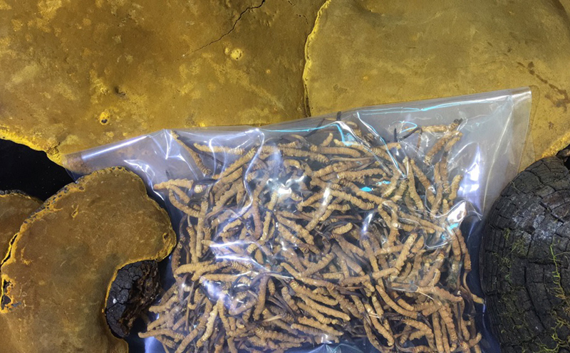 野生桑黃和蟲草圖片 野生桑黃和蟲草圖片