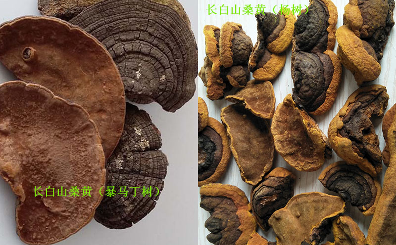 長白山桑黃圖片