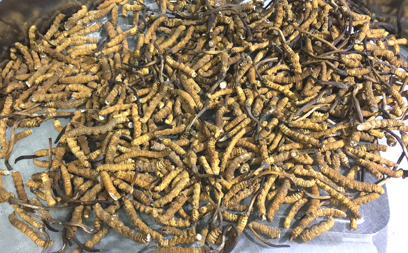 那區(qū)冬蟲夏草斷草圖片