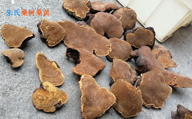 桑黃圖片 桑黃圖片