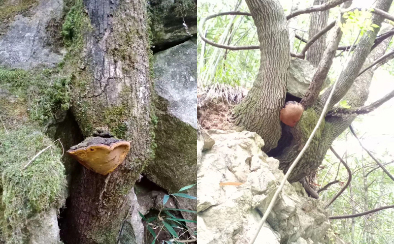 桑黃在桑樹上的圖片 桑黃在桑樹上的圖片