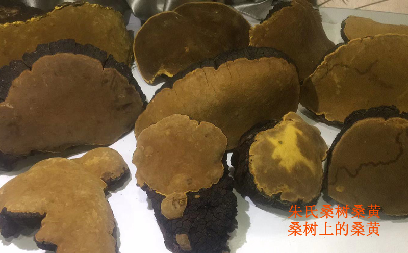 野生桑樹桑黃圖片 野生桑樹桑黃圖片