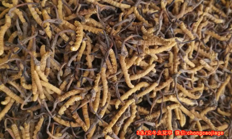 3條1克青海玉樹(shù)治多縣冬蟲(chóng)夏草圖片 3條1克青海玉樹(shù)治多縣冬蟲(chóng)夏草圖片