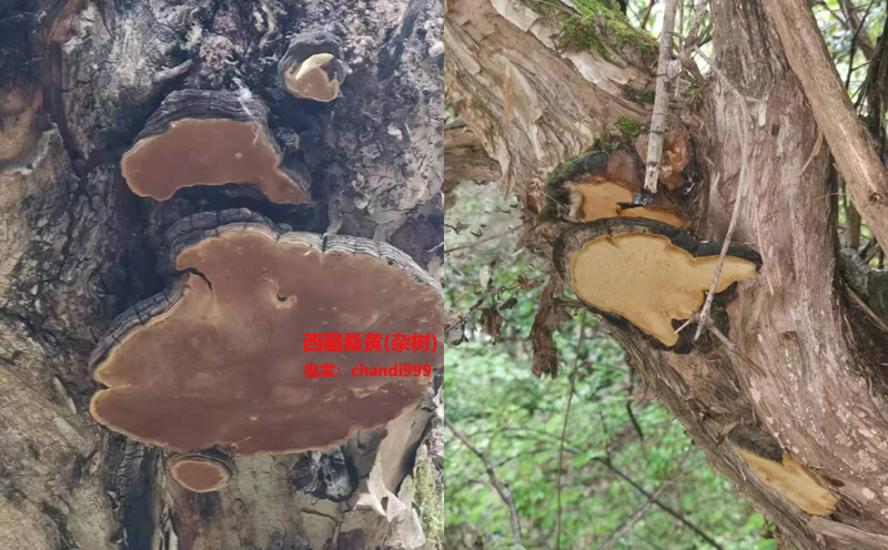 西藏雜樹桑黃圖片