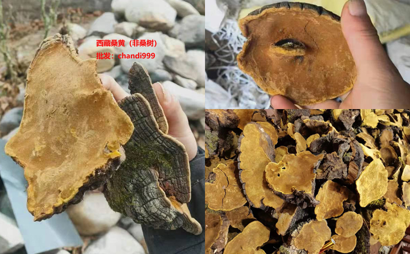 西藏桑黃什么樣子