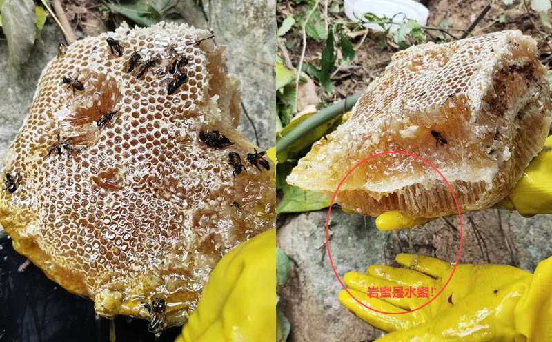 巖蜂蜜蜂巢圖片 巖蜂蜜蜂巢圖片