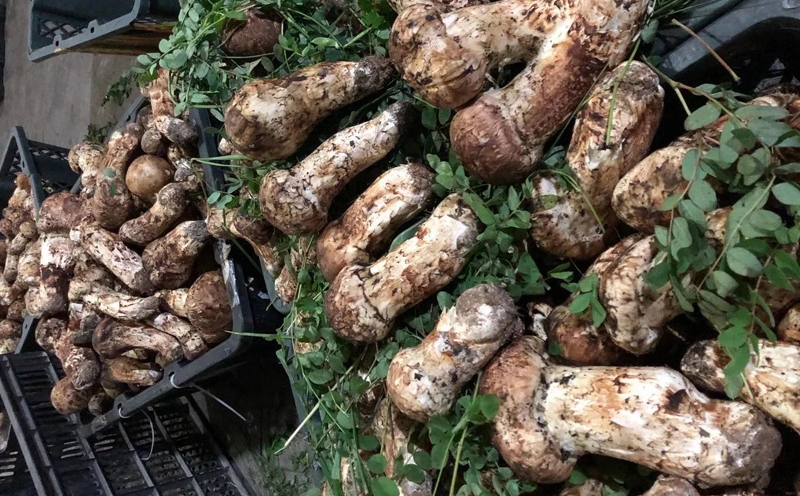 小金縣松茸圖片 小金縣松茸圖片