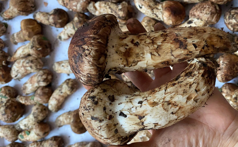 小金松茸圖片 小金松茸圖片