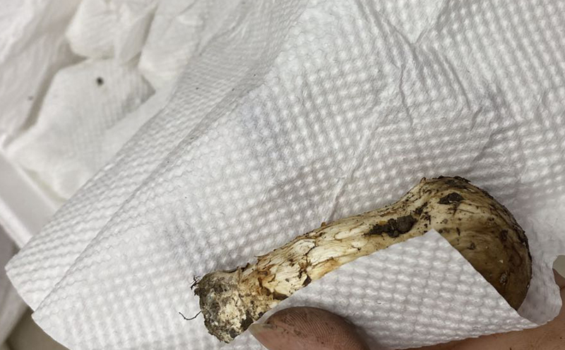 小金松茸包裹圖片 小金松茸包裹圖片