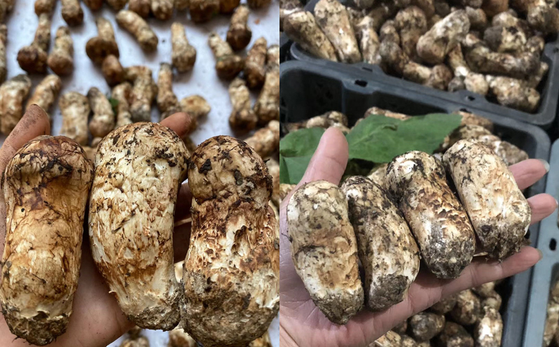 不同大小的小金松茸圖片 不同大小的小金松茸圖片