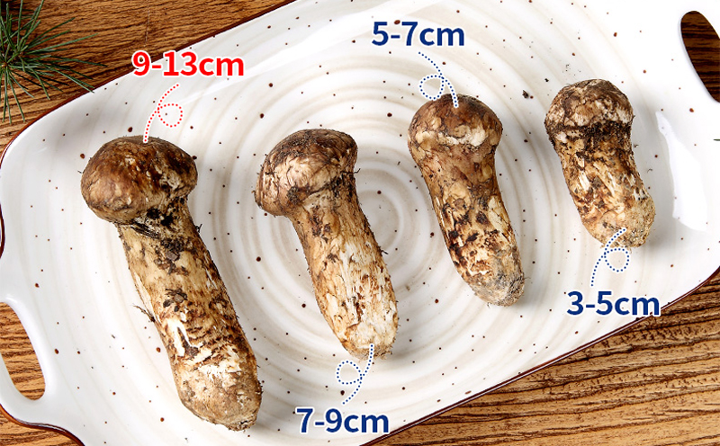 新鮮松茸大小圖片 新鮮松茸大小圖片