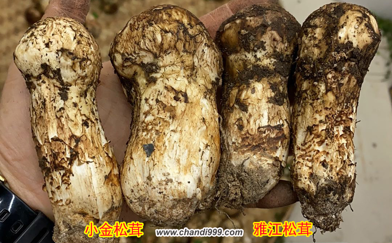 小金松茸和雅江松茸區別 小金松茸和雅江松茸區別