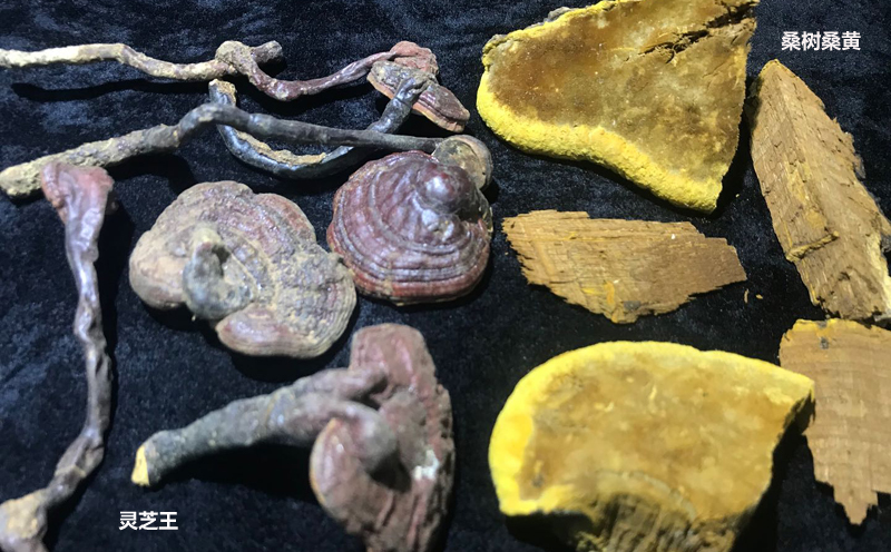桑黃和靈芝圖片 桑黃和靈芝圖片