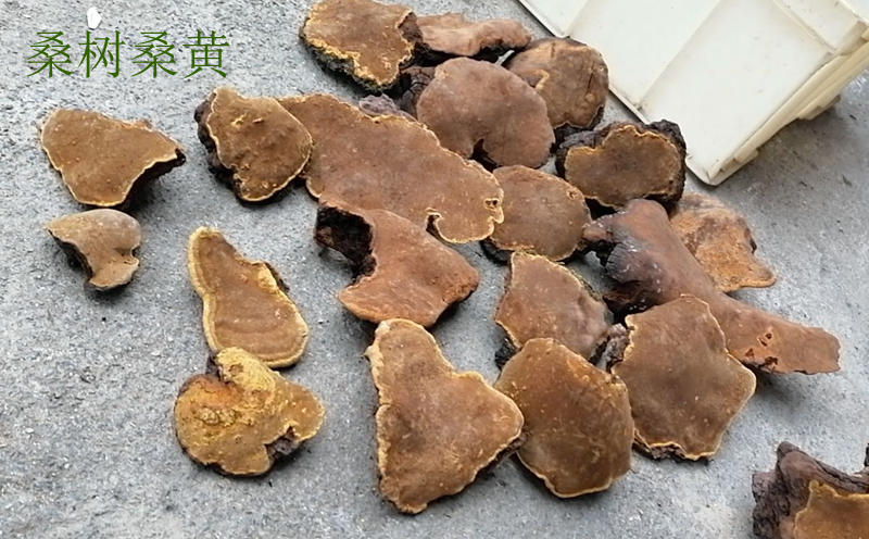 桑黃圖片 桑黃圖片