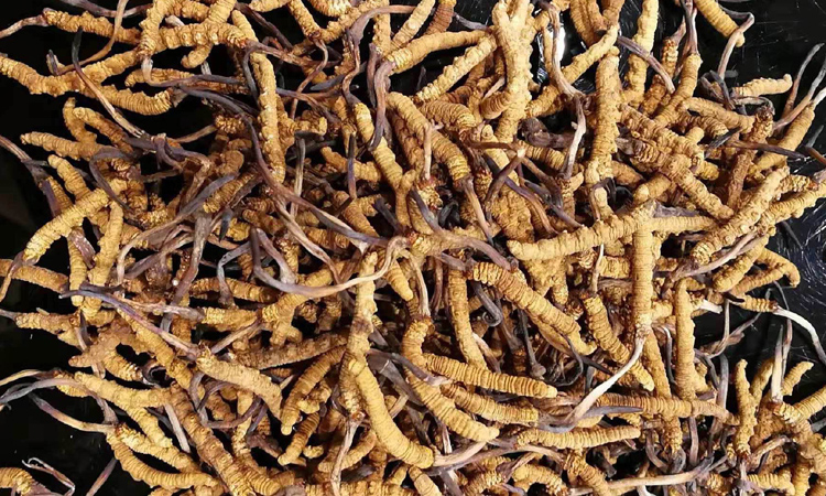 那曲冬蟲夏草圖片 那曲冬蟲夏草圖片