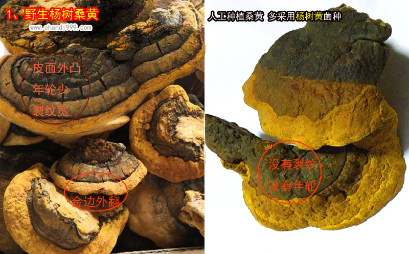 楊樹桑黃圖片 楊樹桑黃圖片