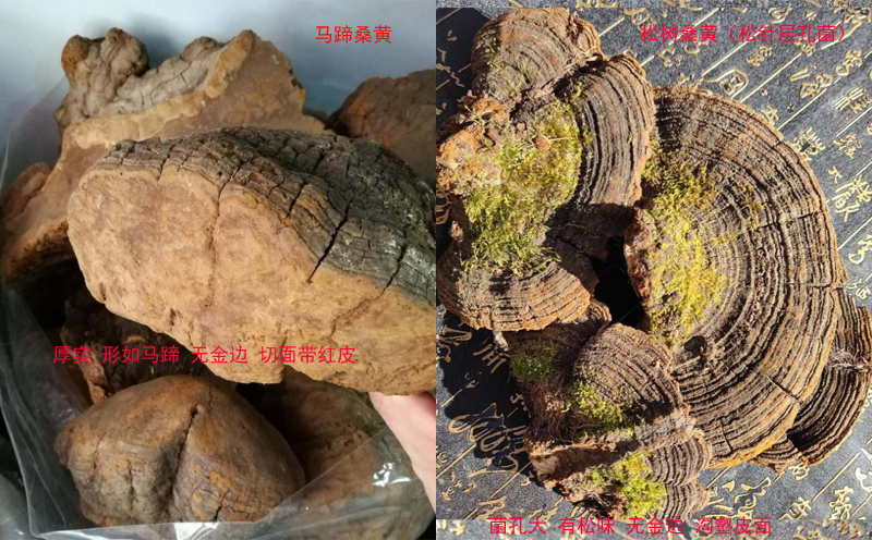 馬蹄桑黃和松樹桑黃 馬蹄桑黃和松樹桑黃