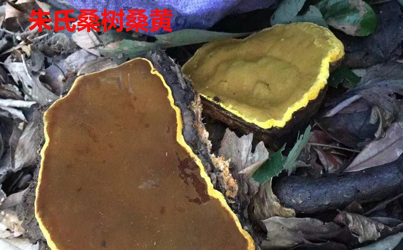 桑樹桑黃圖片