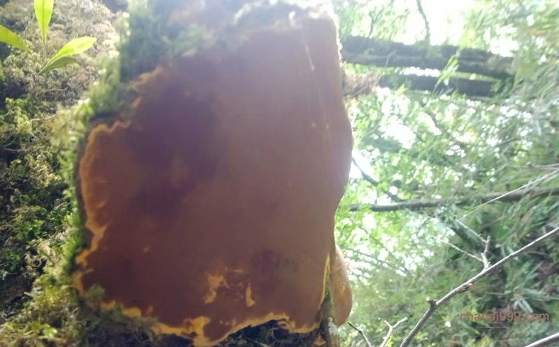 桑黃生長在桑樹上的圖片 桑黃生長在桑樹上的圖片