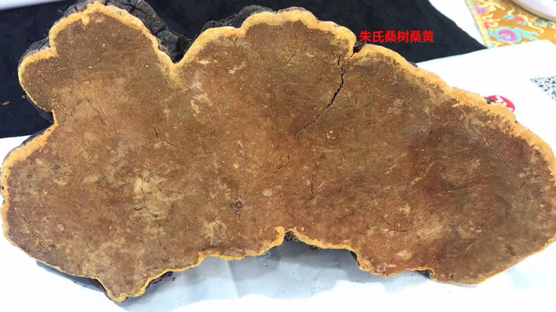 野生桑樹桑黃圖片2