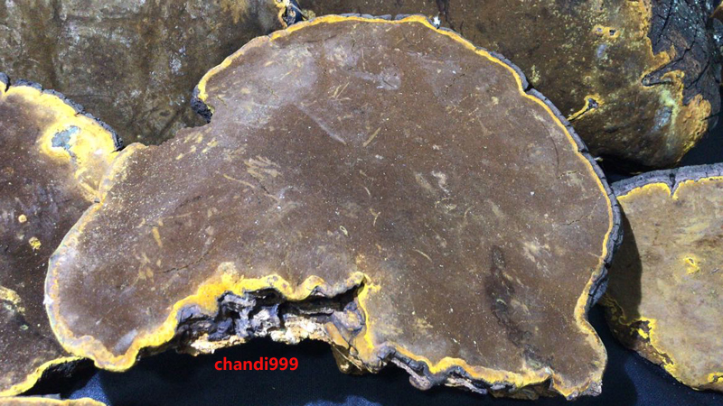 野生桑樹桑黃圖片3