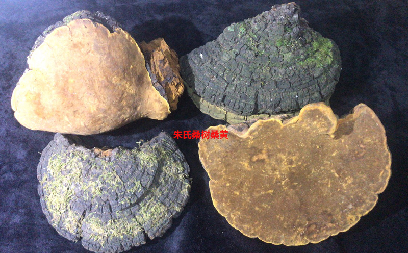 野生桑樹桑黃圖片4