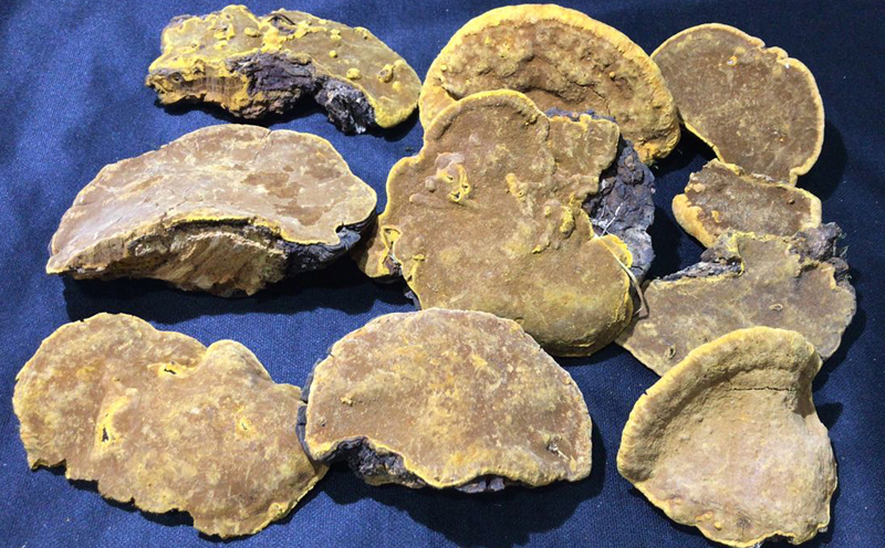 野生桑樹桑黃圖片5