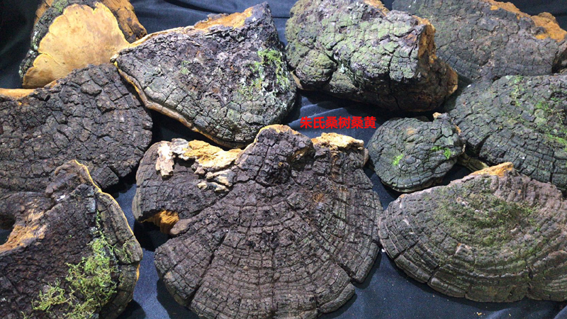 野生桑樹桑黃圖片6