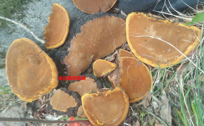 野生桑黃圖片1 野生桑黃圖片1