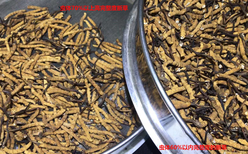 冬蟲夏草斷草圖片