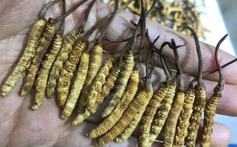 凍干冬蟲夏草圖片 凍干冬蟲夏草圖片