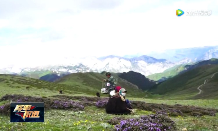 云南東旺鄉冬蟲夏草采挖圖片