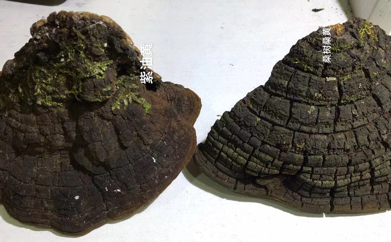 桑樹(shù)桑黃和紫油桑黃表皮對(duì)比 桑樹(shù)桑黃和紫油桑黃表皮對(duì)比