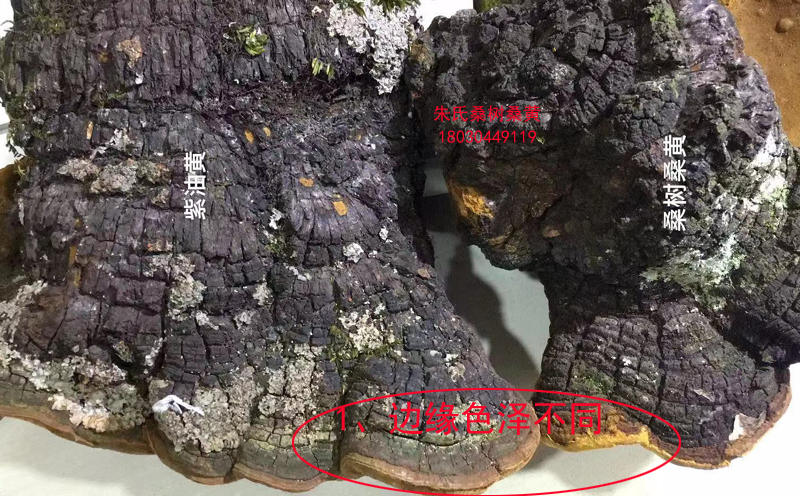 桑樹(shù)桑黃和紫油桑黃邊緣色澤不同 桑樹(shù)桑黃和紫油桑黃邊緣色澤不同